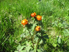 Trollius asiaticus