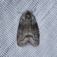 Polygrammate cadburyi