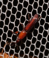 Euschizus internatus