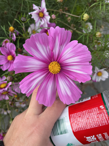 garden cosmos