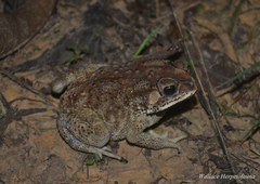 Duttaphrynus melanostictus
