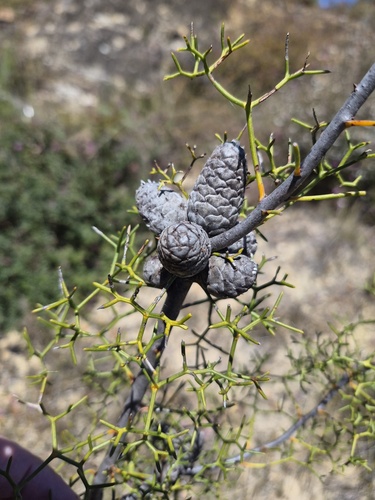 Petrophile sessilis observed 2026-09-29