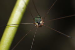 Leiobunum viridorsum