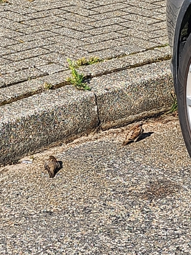 House Sparrow