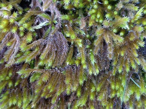 Homalothecium lutescens observed 2026-09-28