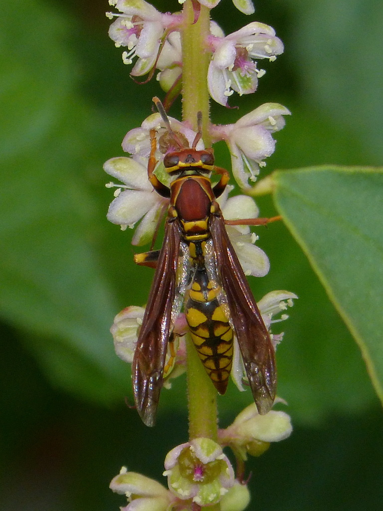 Polistes myersi