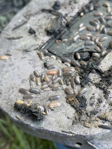 Nosy Pill Woodlouse