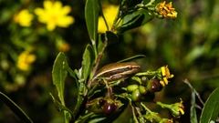 Hyperolius horstockii