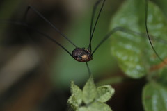 Leiobunum viridorsum