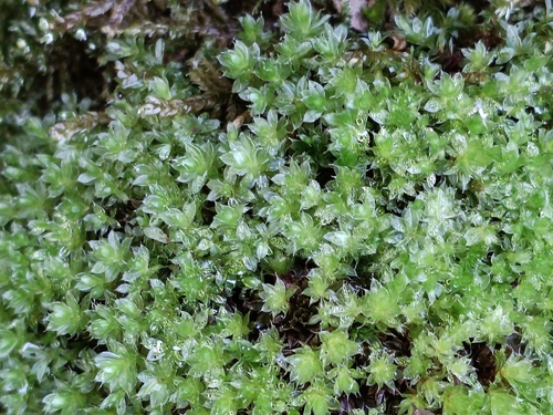 Rosulabryum capillare observed 2026-09-28