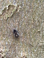 Platybunus pinetorum
