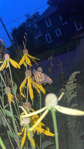 Monarch