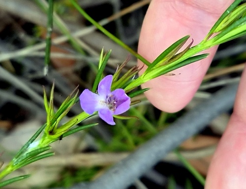 Hemigenia purpurea observed 2026-09-28