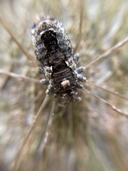 Platybunus pinetorum