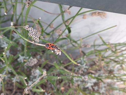 European Firebug