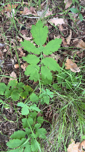 Greater celandine