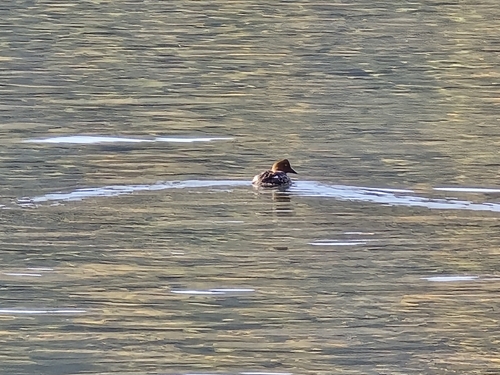 Common Goldeneye