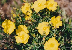 Cistus calycinus