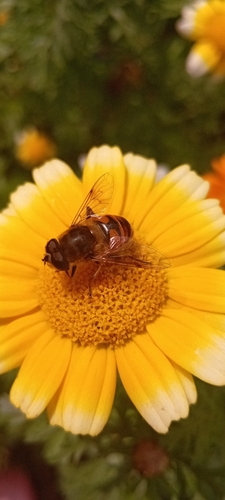 Common Drone Fly