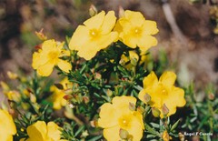 Cistus calycinus