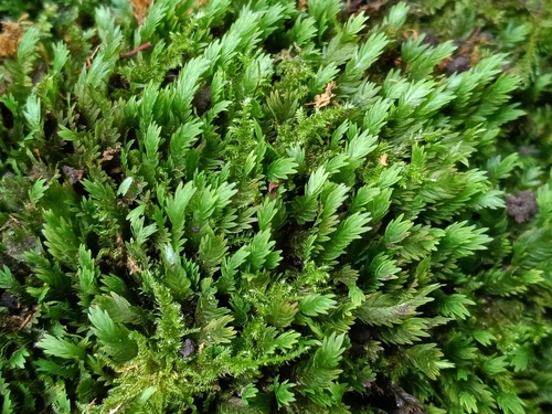 Fissidens dubius observed 2026-09-28
