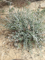 Astragalus tricarinatus