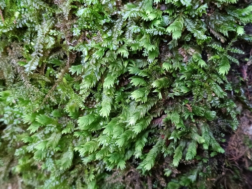 Fissidens adianthoides observed 2026-09-28