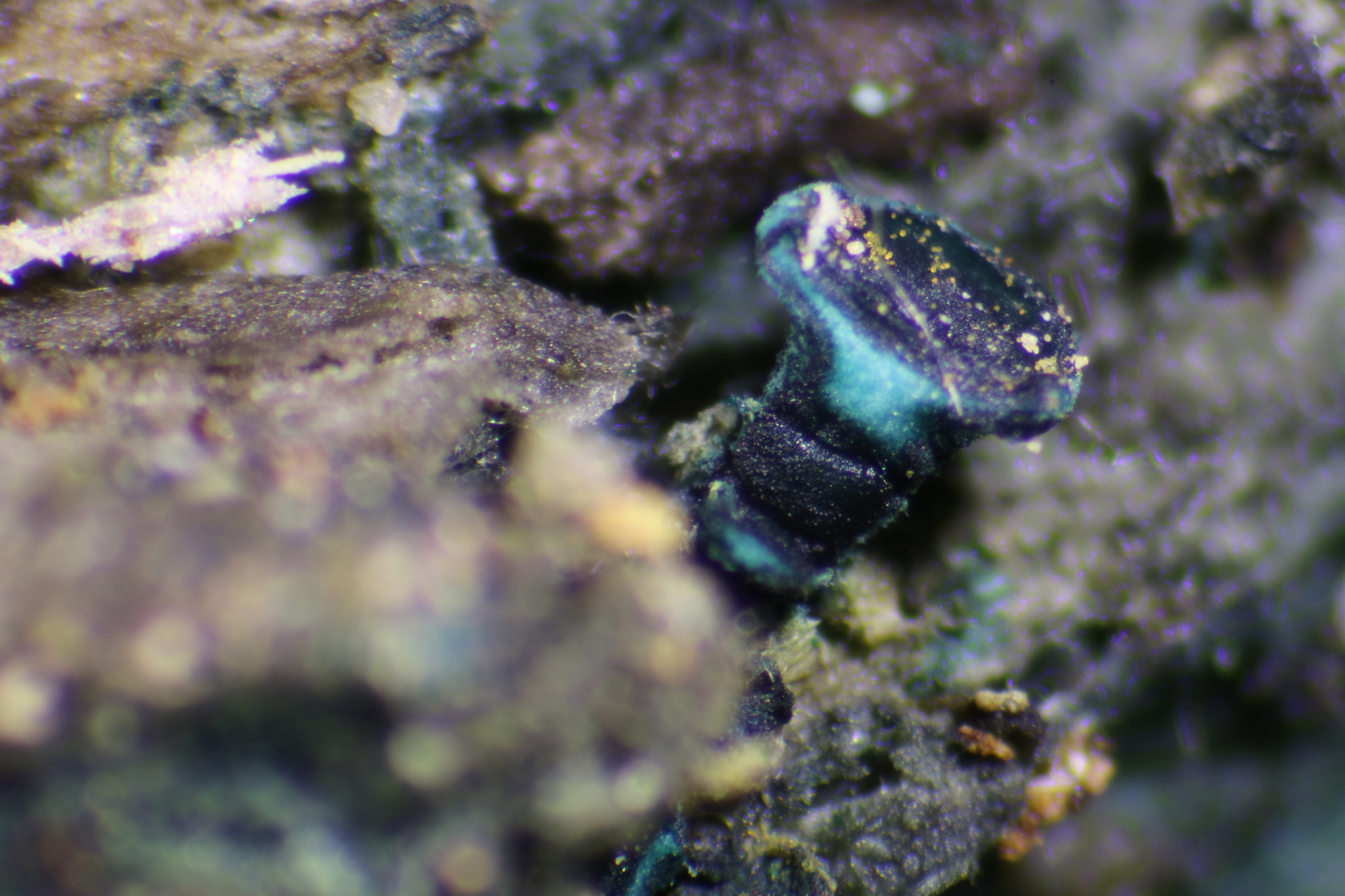 Chlorociboria aeruginosa image