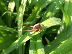 Eobiana engelhardti