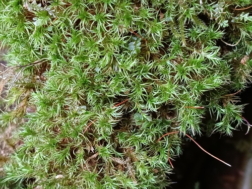 Plagiopus oederianus observed 2026-09-28