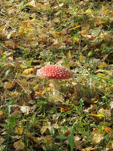 Fly Agaric