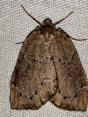 Spodolepis substriataria