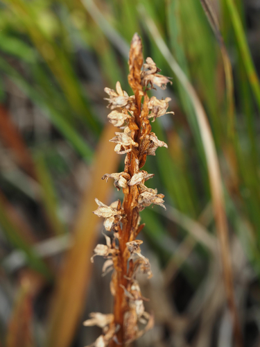 Platanthera dilatata observed 2026-09-26