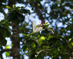 Hibiscus arnottianus