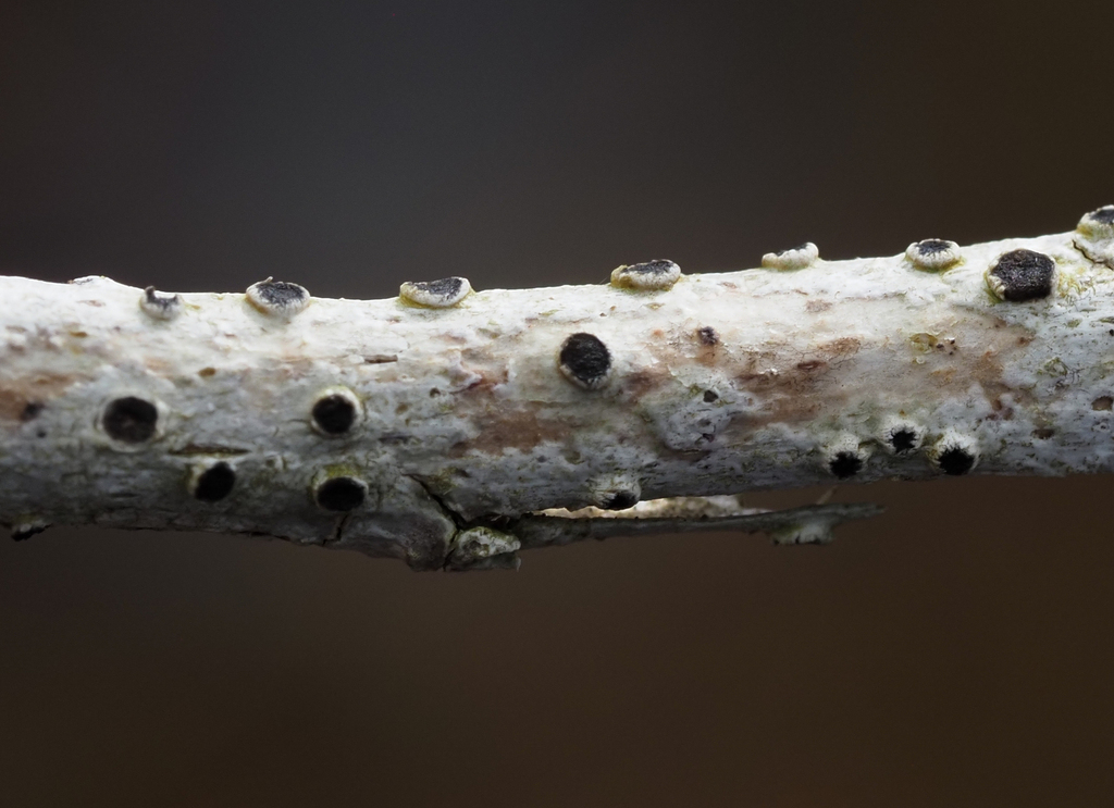 Pertusaria suboculata