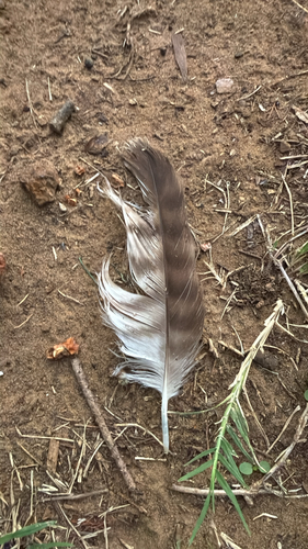 Red-tailed Hawk