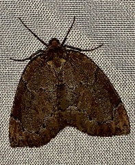 Spodolepis substriataria