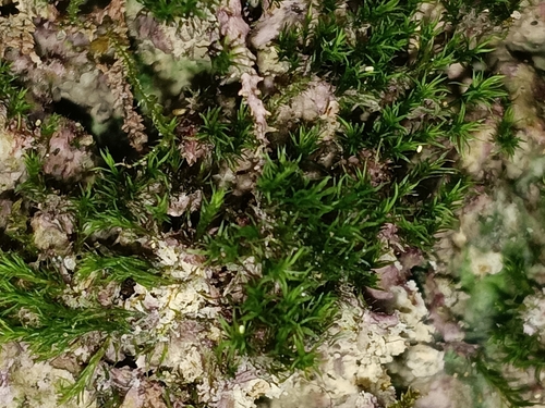 Eucladium verticillatum observed 2026-09-28