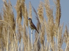 Acrocephalus agricola