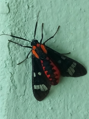 Phoenicoprocta capistrata