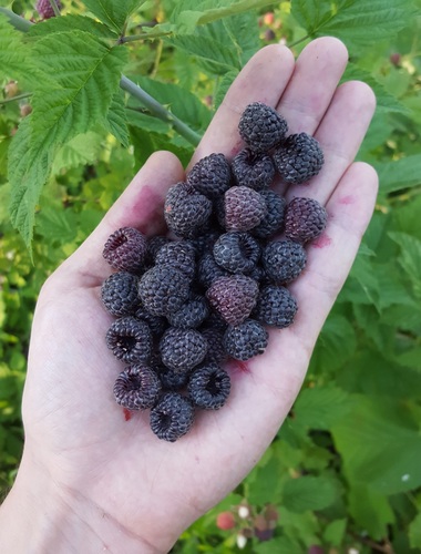 Whitebark Raspberry fruiting