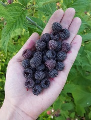 Western Whitebark Raspberry (Rubus leucodermis)