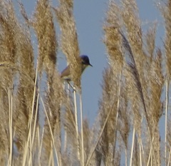 Acrocephalus agricola
