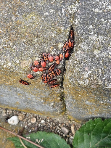 European Firebug