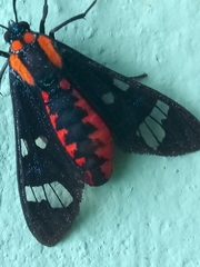 Phoenicoprocta capistrata