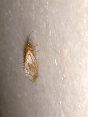 Nusalala tessellata