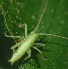 Meconema
