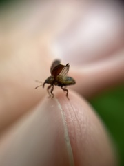 Lignyodes enucleator