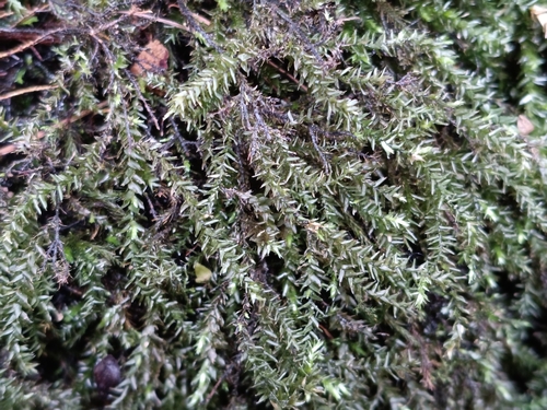 Rhynchostegium riparioides observed 2026-09-28