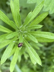 Lignyodes enucleator